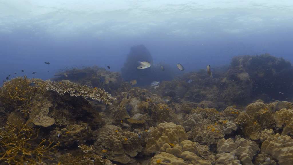 Reef Haven: Abundant Coral Life