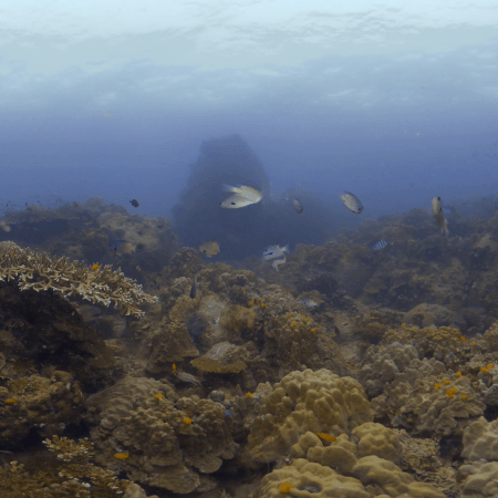 Reef Haven: Abundant Coral Life