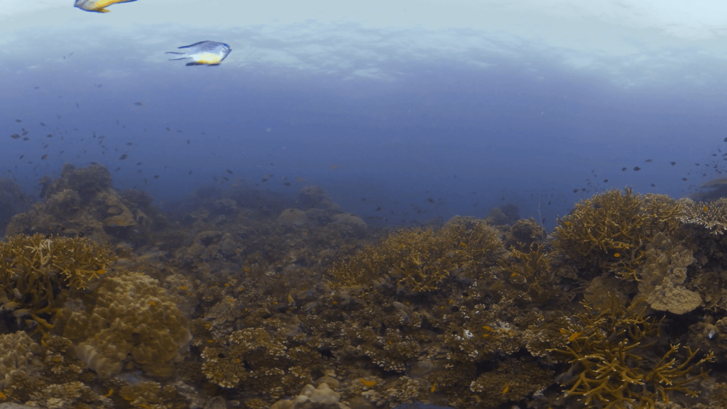 Yellowbelly Reef Haven
