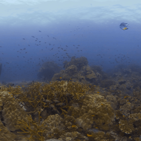 Damselfish Delight: A Reefscape View