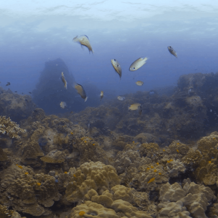 Yellowbelly Reef Haven