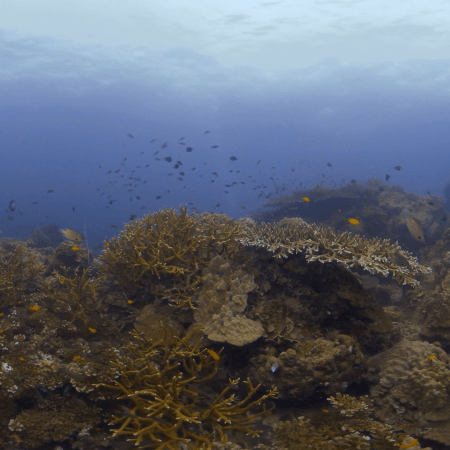 Reef Fish Frenzy