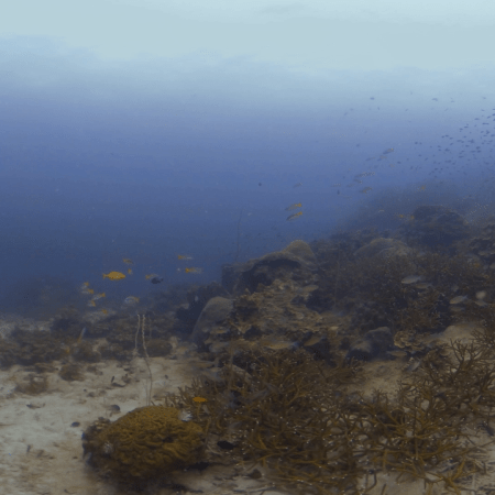 Staghorn Coral Reef Haven