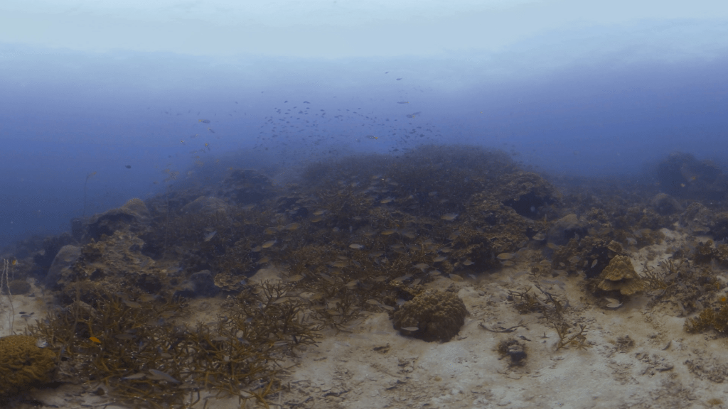 Reef Fish Haven: Coral Outcrop