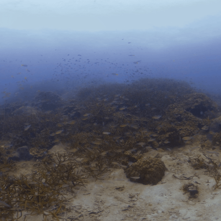 Reef Fish Haven: Coral Outcrop