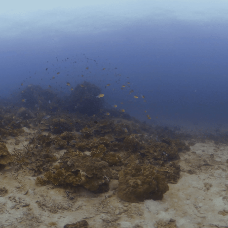Reef Life: Coral & Fish Ballet