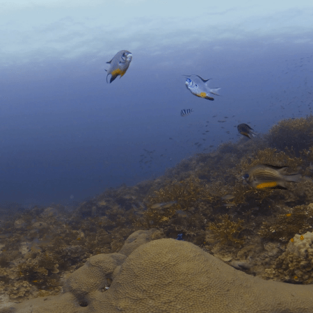 Damselfish Dance: Coral Garden Life