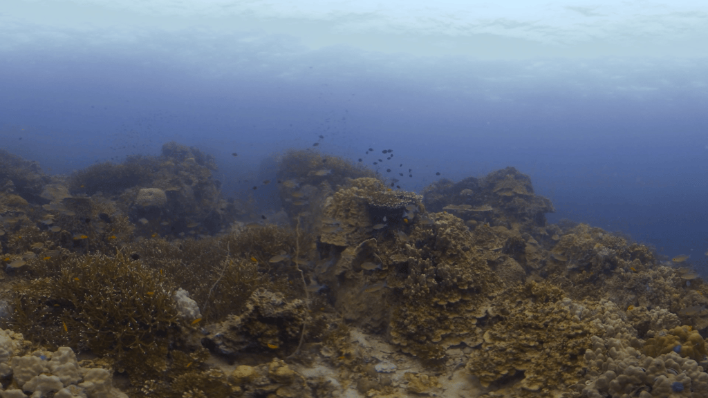 Reef Fish Haven: Coral Garden Panorama
