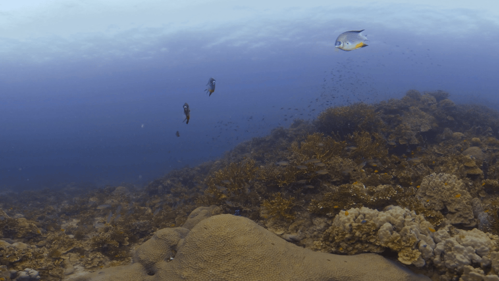 Damselfish Dance: Coral Garden