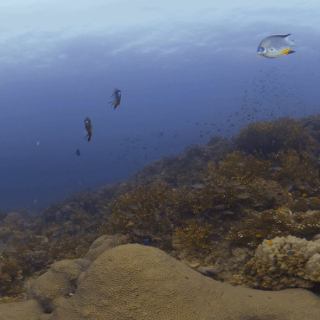 Damselfish Dance: Coral Garden