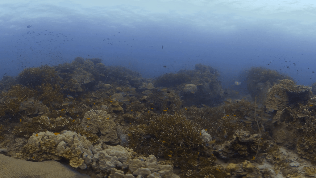 Coral Garden Abundance