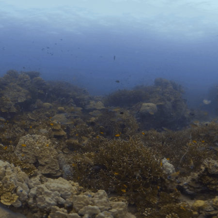 Coral Garden Abundance