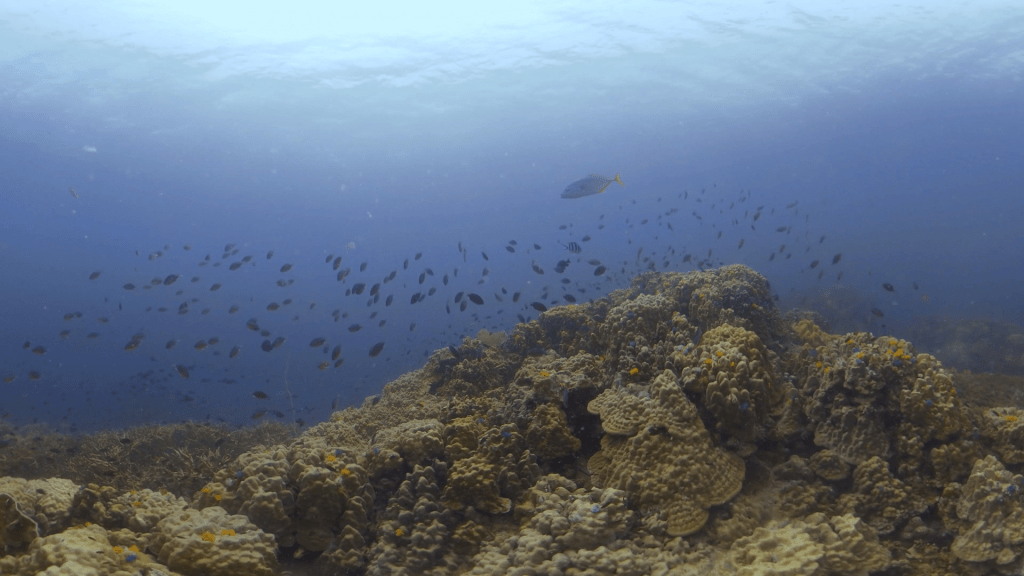 Reef Top Vista: Fish & Coral Abundance
