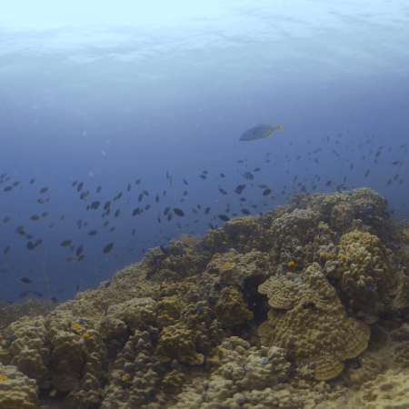 Reef Top Vista: Fish & Coral Abundance