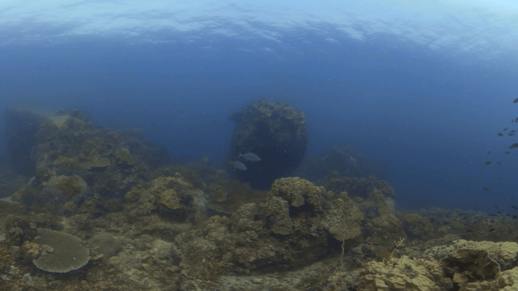 Thriving Reef Ecosystem View