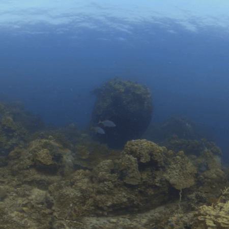 Thriving Reef Ecosystem View