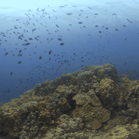 Coral Peak Vista: Reef Life Panorama