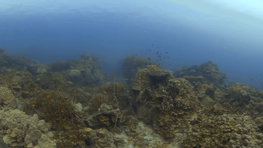 Vibrant Reef Panorama
