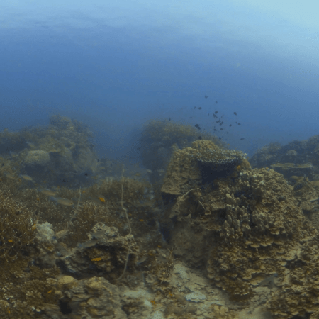Vibrant Reef Panorama