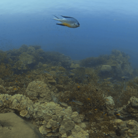 Damsel Delight: Reef Panorama