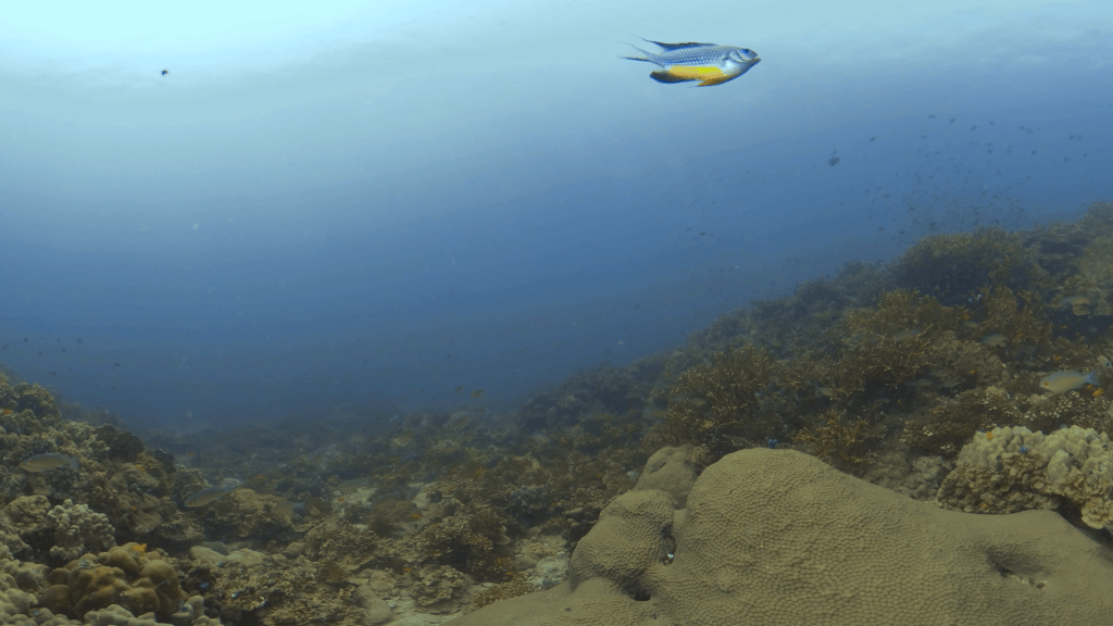 Vibrant Reefscape: Damsels & Banners