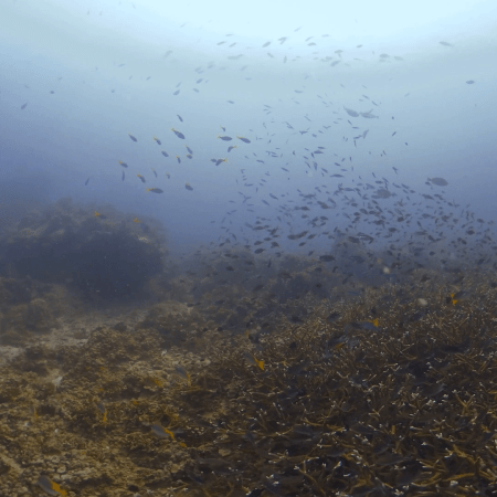 Staghorn City: Thriving Coral Reef