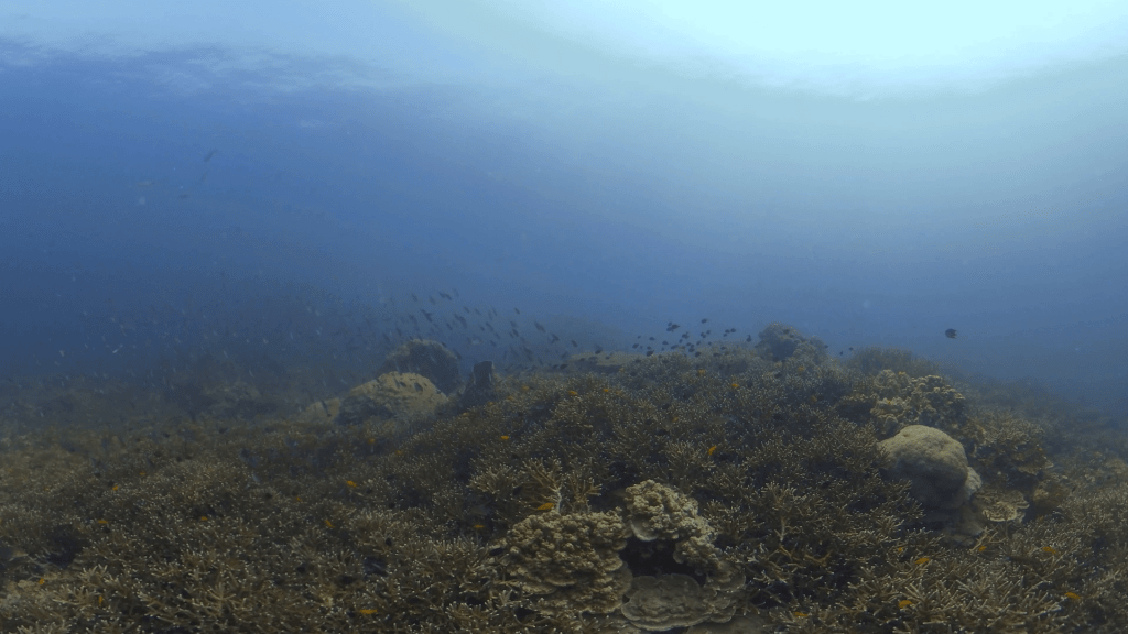 Coral Garden Panorama