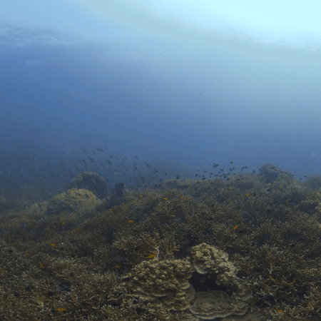Coral Garden Panorama