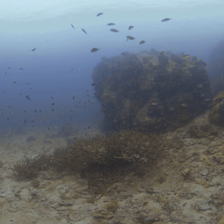 Reef Fish Haven: Coral Outcrops