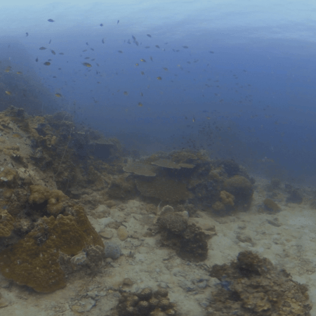 Coral Reef Panorama: Fish & Rock