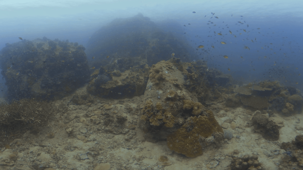 Coral Reef Fish Haven