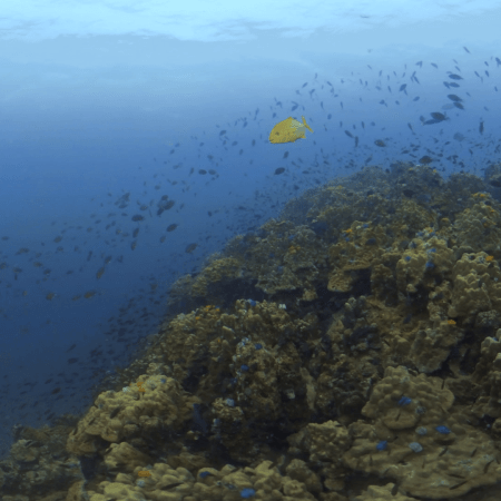 Golden Trevally Reef Haven