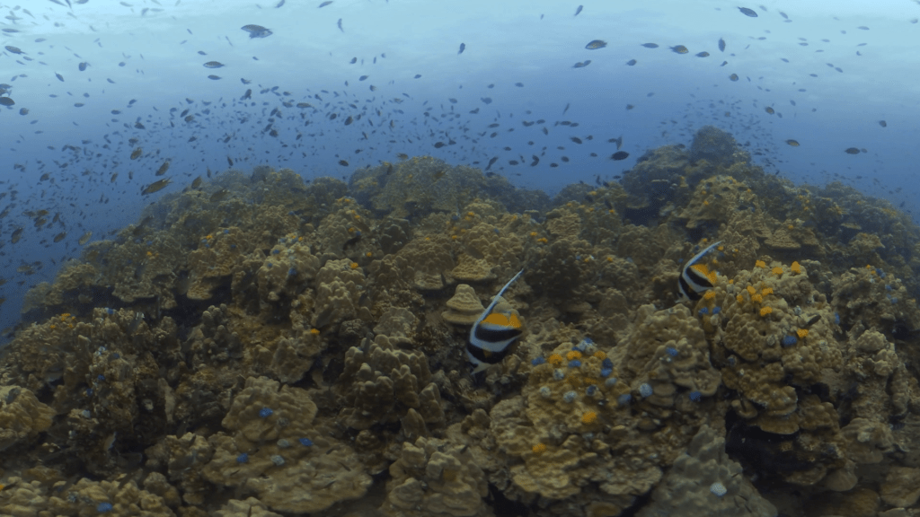 Bannerfish Haven: Coral Reef Life
