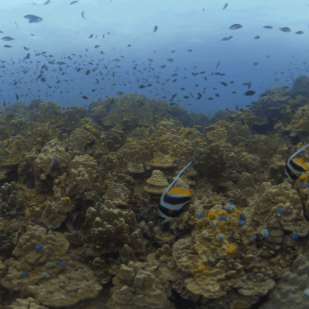 Bannerfish Haven: Coral Reef Life