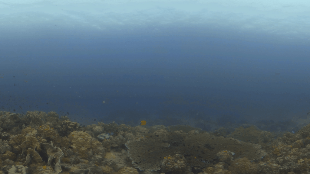 Animated Reefscape: Coral Haven