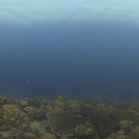 Animated Reefscape: Coral Haven