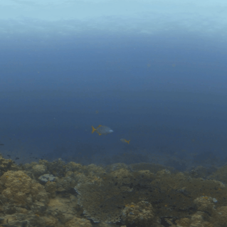 Reef Haven: Trevally's Coral Domain