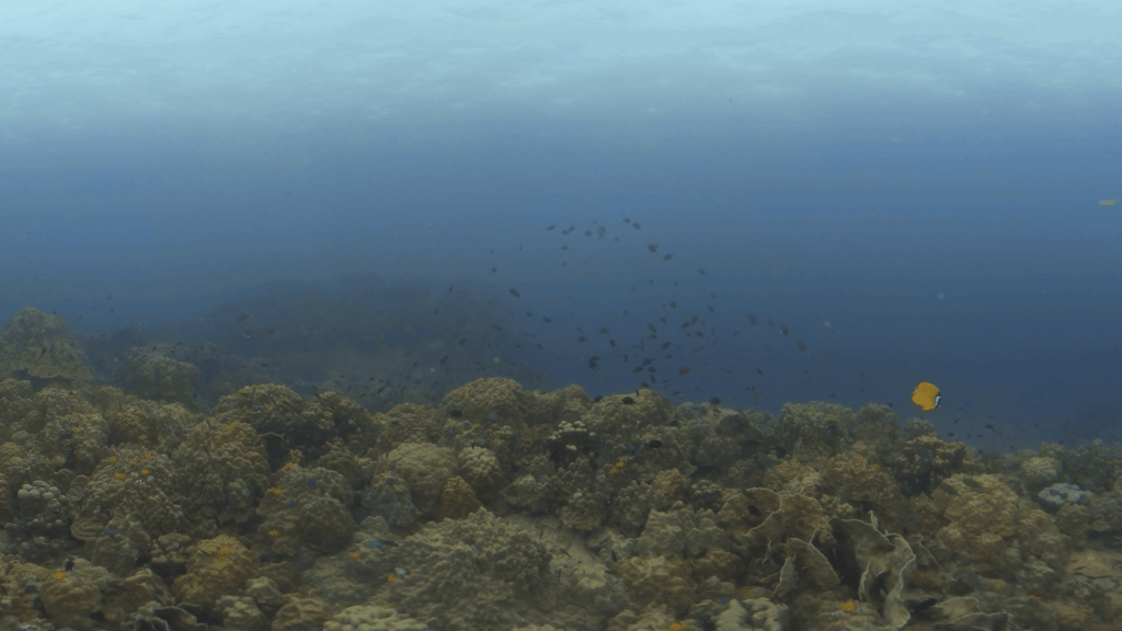 Bustling Reef: Trevally & Butterflyfish
