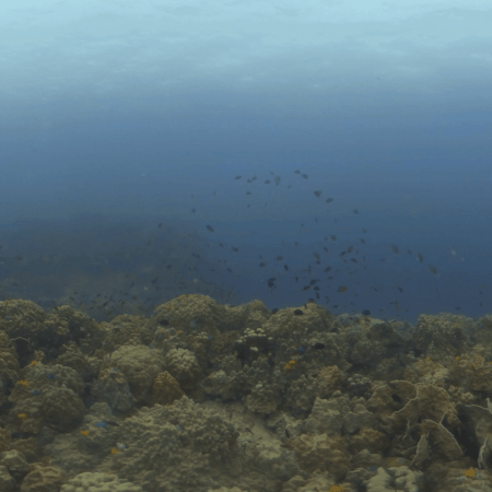 Bustling Reef: Trevally & Butterflyfish
