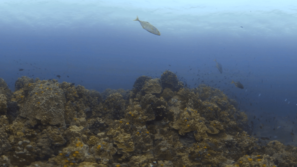 Coral Tapestry: Thriving Reef Ecosystem
