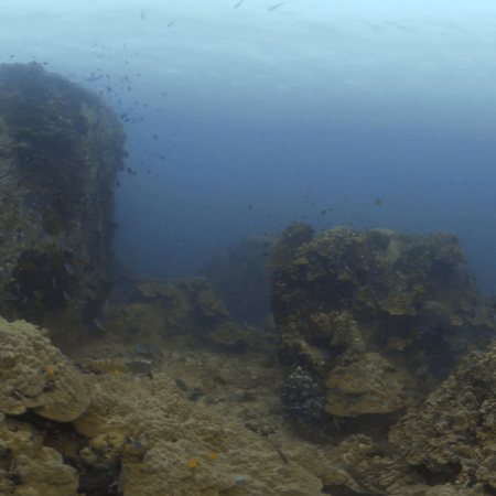 Coral Seascape Symphony