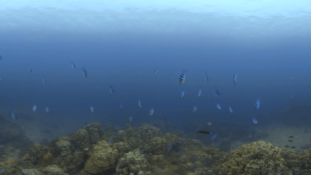 Coral Reefscape: Fish & Coral