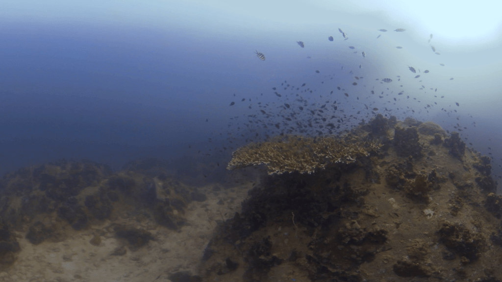 Damsels' Domain: Table Coral Haven