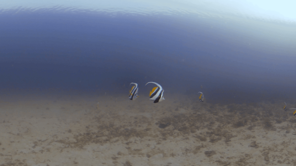 Bannerfish Ballet on Sandy Seascape