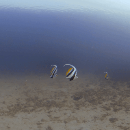 Bannerfish Ballet on Sandy Seascape