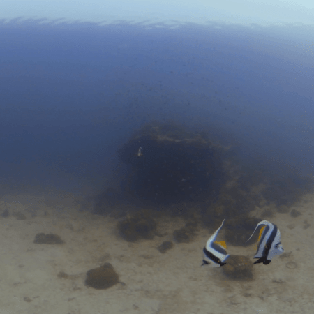 Coral Plateau Refuge