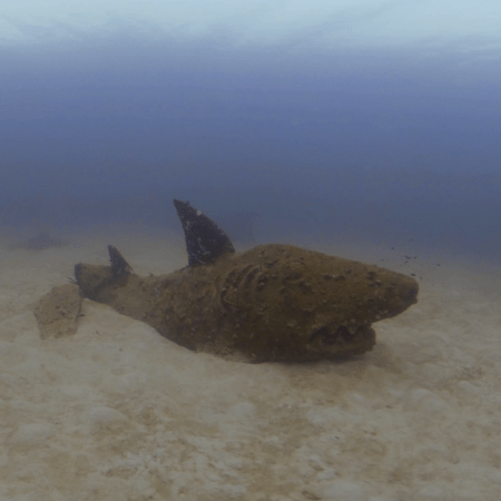 Shark Reef Sculpture