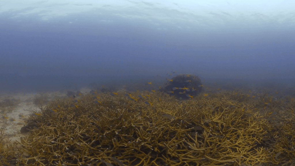 Staghorn Coral Cityscape