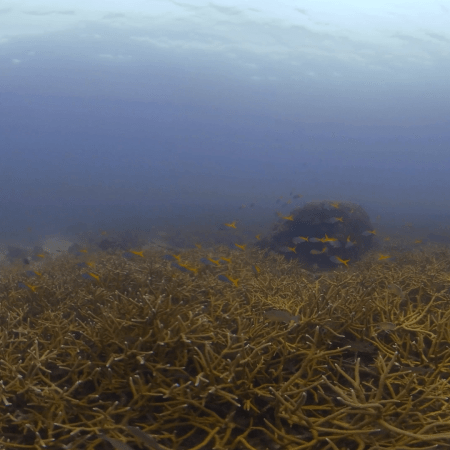 Staghorn Coral Cityscape
