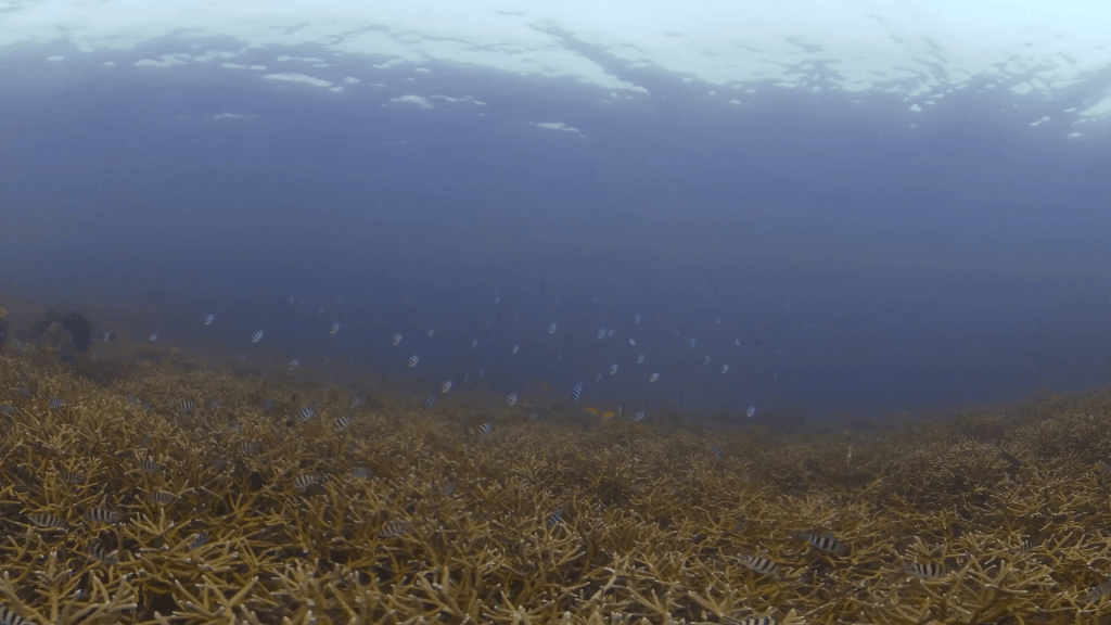 Staghorn Serenity: Reef Life